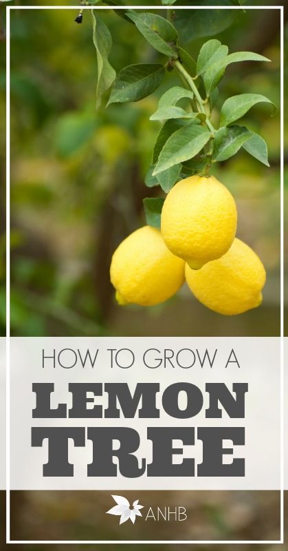 Learn how to grow a lemon tree indo