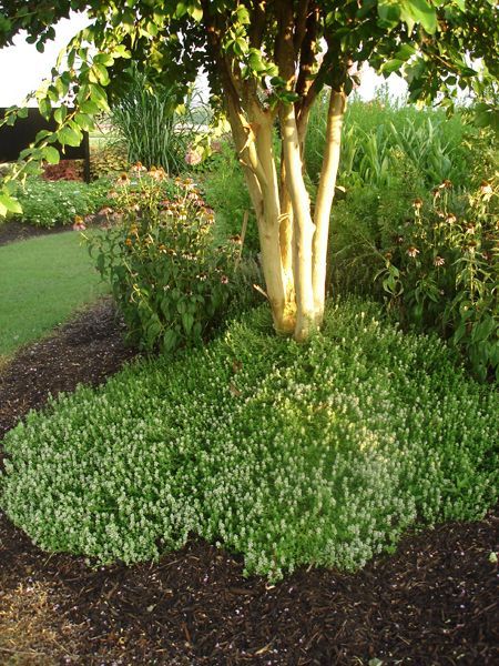 Thyme Used as Groundcover in Landsc