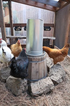 Tips on the cleanest chicken coops.