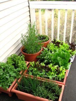 A container vegetable garden!  Very