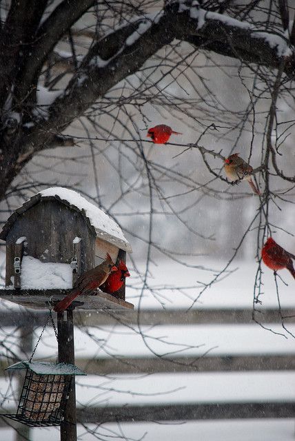 Cardinal on a snowy day, need food