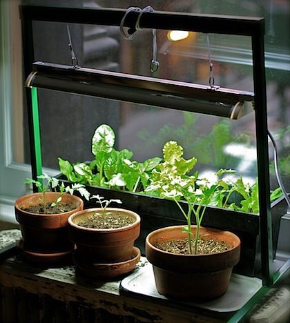 Grow an indoor garden. If i