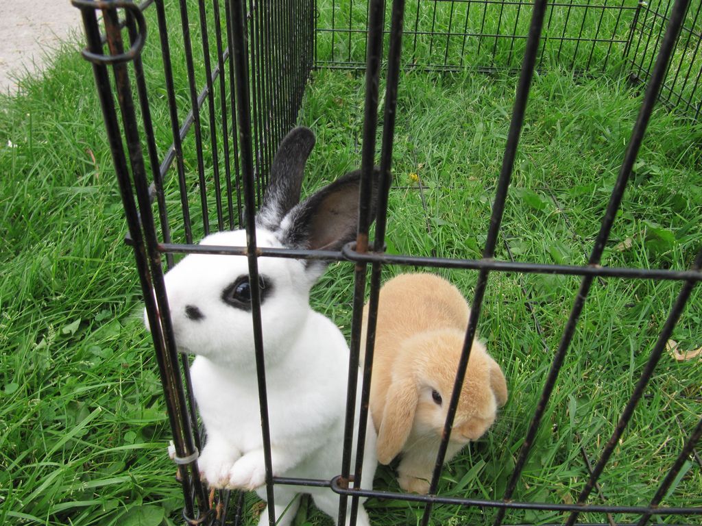 How to Teach Your Rabbit to Come wh