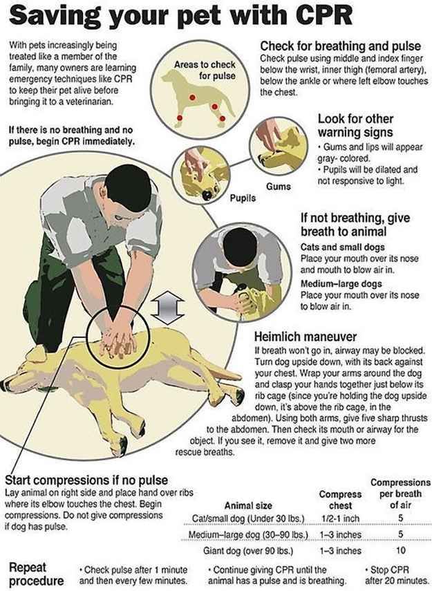 Know doggy CPR. | 25 Brilliant Life