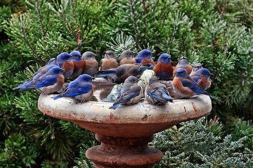 Nineteen Bluebirds (Having a drink