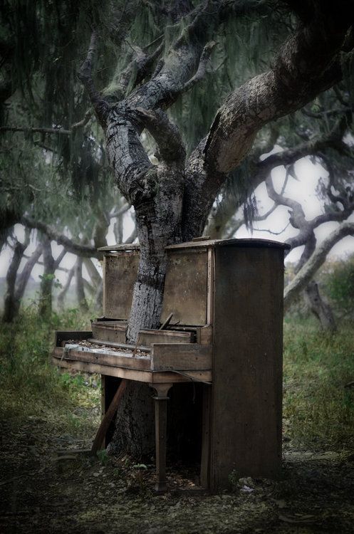 Piano Tree, Monterey, Calif