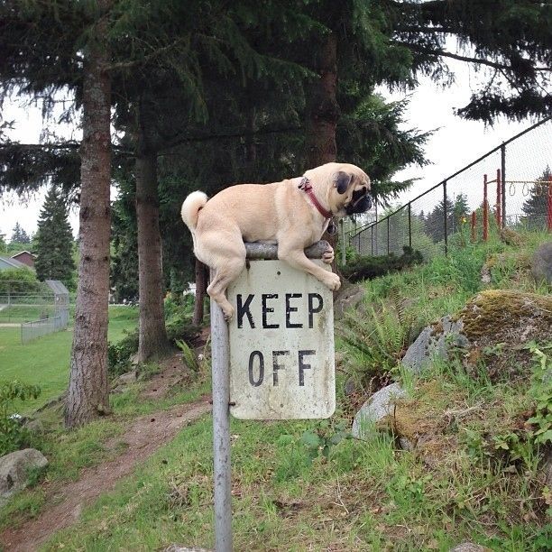 They know when to defy the rules. |