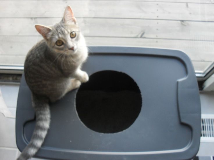 making your own litter box for your pet -   Cat Litter Box Organization