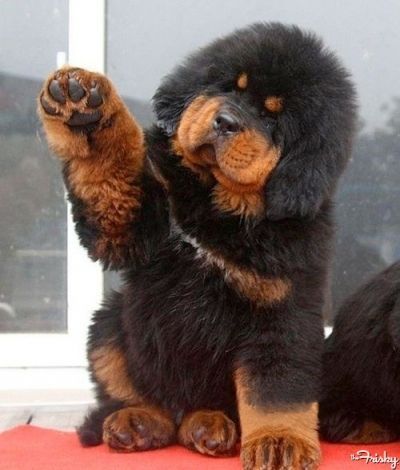 All This Tibetan Mastiff Pu