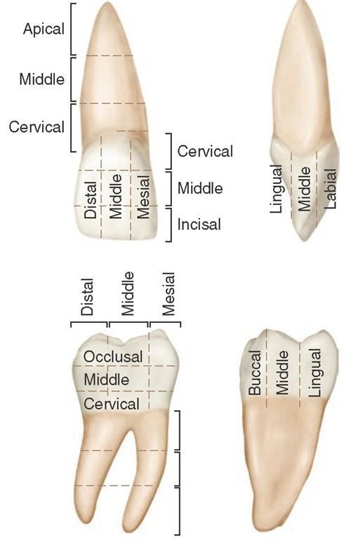 anatomy location terms of t