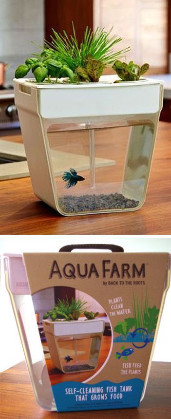 Aqua Farm Self Cleaning Fish Tank.. want these for the betas, but they are