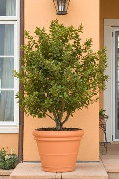 Bay leaf tree! Potted for the patio/deck area…use for cooking tooSweet bay tree for pot ( bay leaves for cooking)Great plant to plant in a pot near kitchen so you can use
