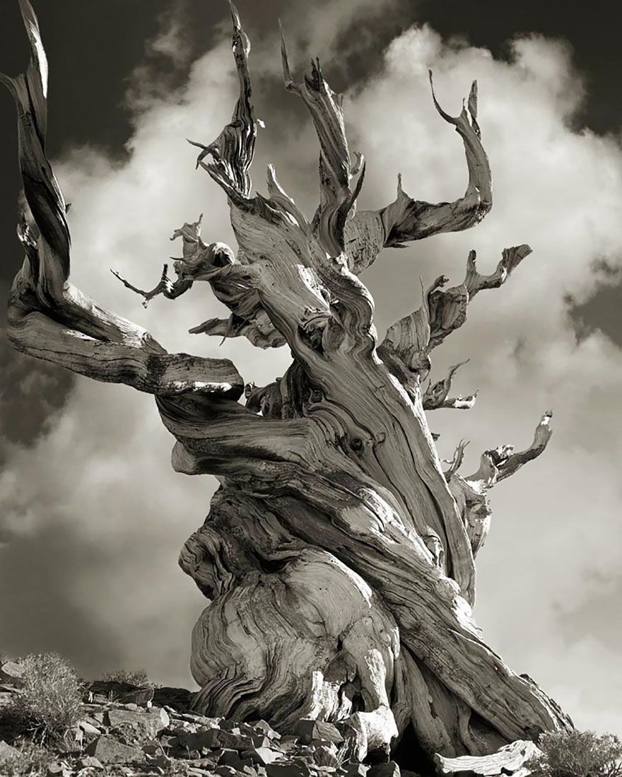 Beth Moon, a photographer based in San Francisco, has been searching for the world’s oldest trees for the past 14 years. She has traveled all around the globe to capture the most magnificent trees