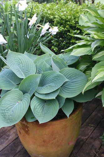 Dr. Dans Garden Tips: Perennials in a Pot (potted