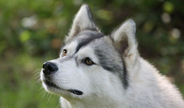 Everything you want to know about Siberian Huskies, including grooming, training, health problems, history, adoption, finding a good breeder, and