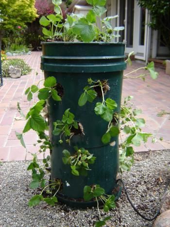 How to Build a Strawberry Tower – use when you have limited space for a strawberry