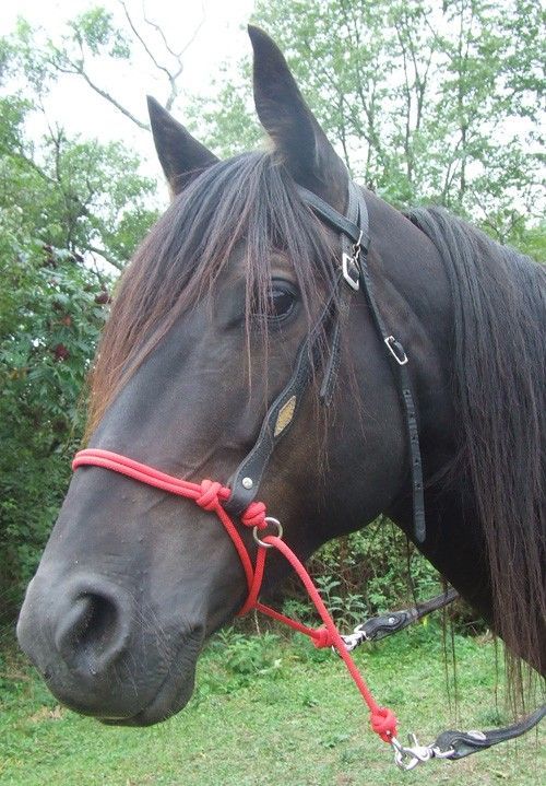 I love these! Horse Rope Bitless Bridle Attachment  Indian Bosal by KnotJustRope,