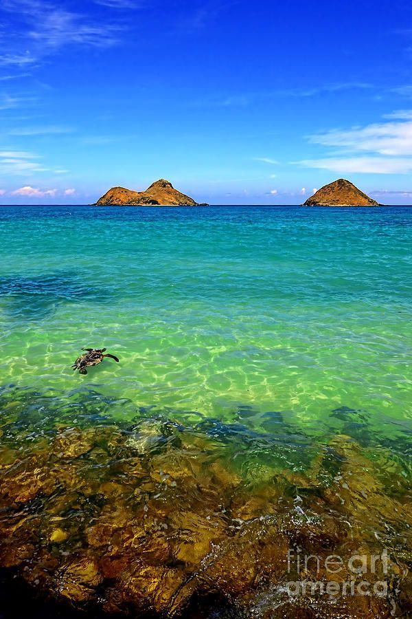 Lanikai Beach Sea Turtle, Oahu,