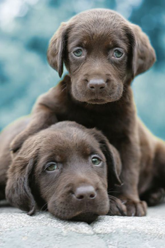 Oh my goodness, some of the cutest puppies, I am so in love! I want them all!! 50 Cute