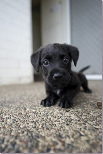 Pupperly cute | black lab | too cute | puppy love | cute