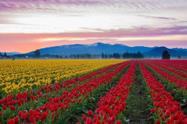 Skagit Valley Tulip Fields,