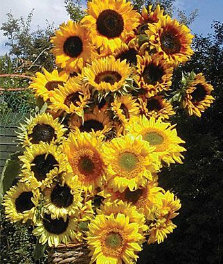 Sunflowers grow best in loc