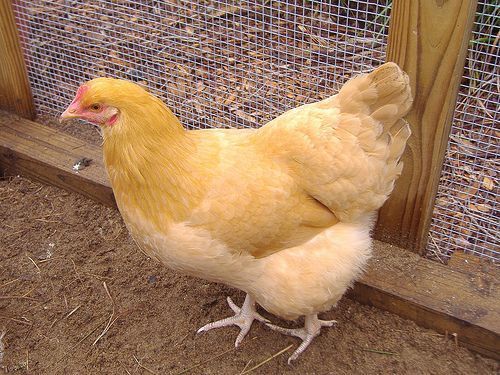 The Buff Orpington breed is a great choice for a backyard chicken – beautiful with a nice personality and winter hardiness.  The breed originated in Orpington, Kent, United Kingdom in the late
