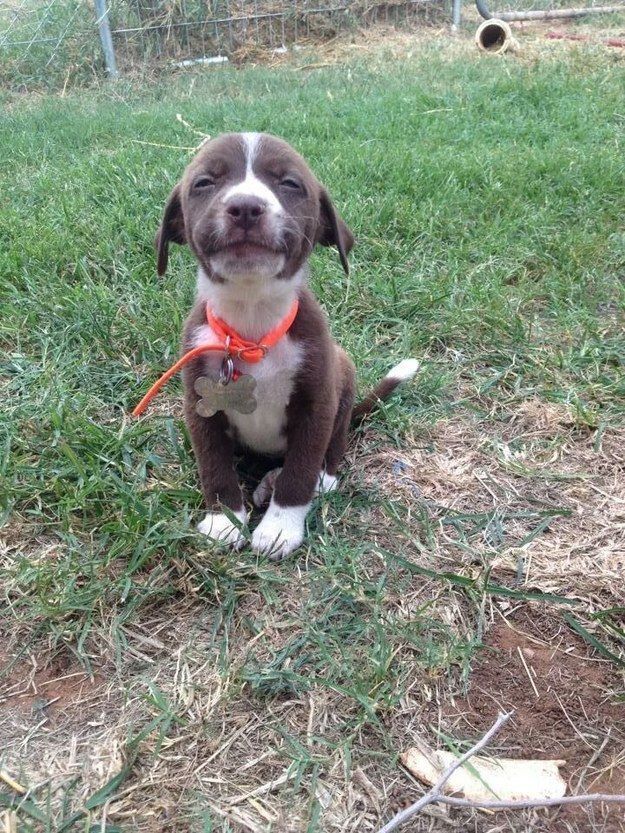 This proud pit puppy. | 42 Of The Most Important Puppies Of All