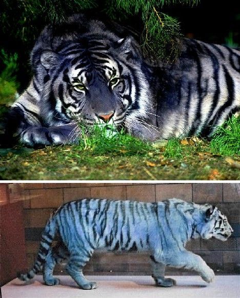 Wow! Occasionally reported but never officially documented, the Blue or “Maltese” Tiger is said to be an exceedingly rare mutation of the South Chinese or Amur Tiger – themselves critically