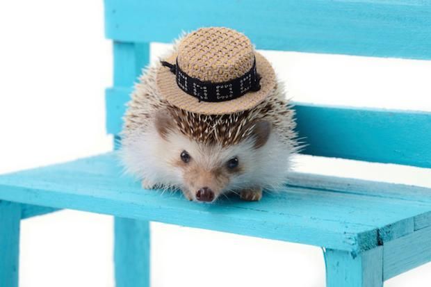 16 Fun Facts About Hedgehogs | Mental Floss  #Some funny things I didnt know! If youre an owner, you should check it out :-)  #Hedgehog