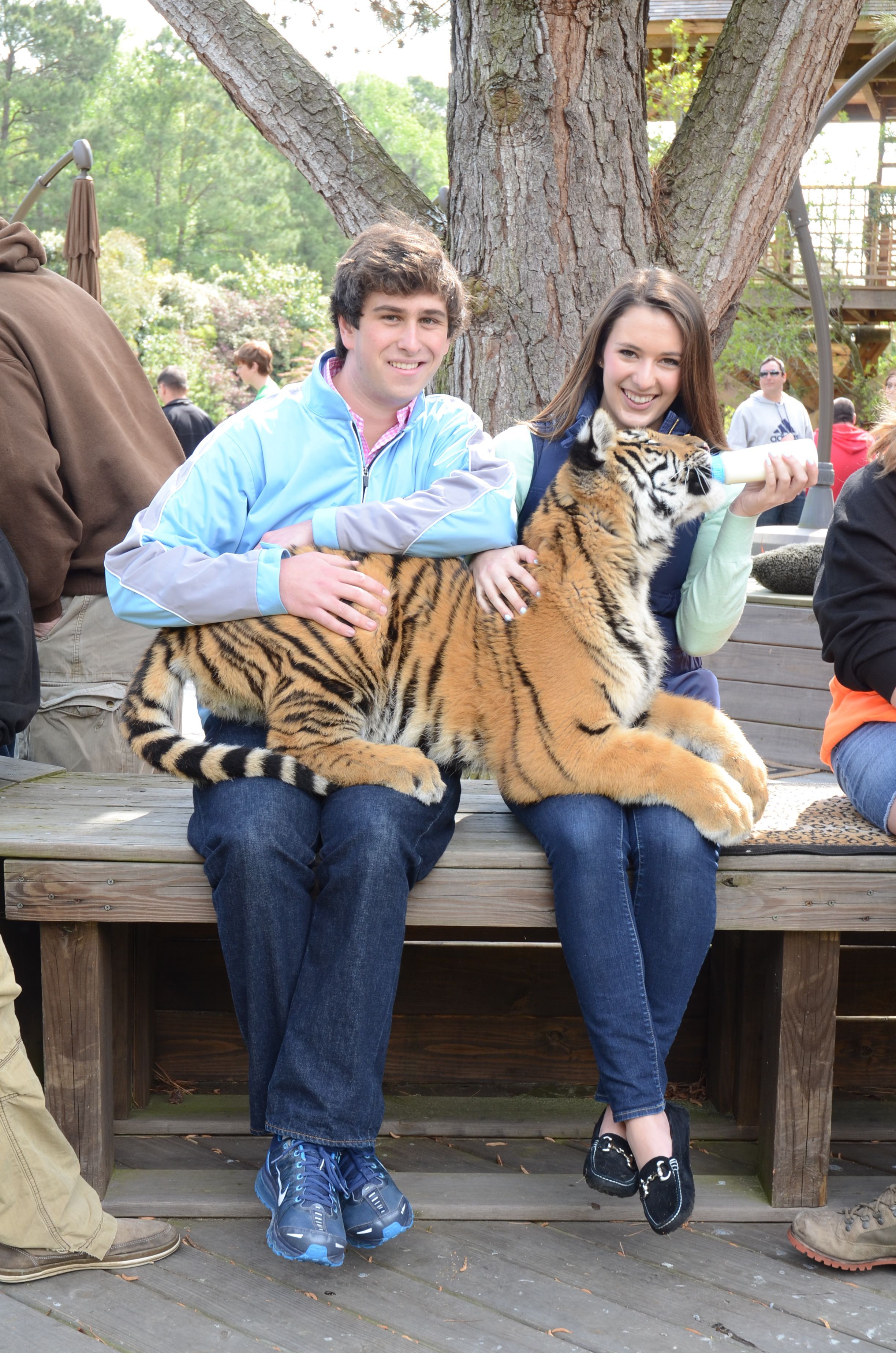 4-month-old tiger at Myrtle Beach Safaris Tiger Preservation Station….i want to do this so