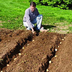 7 different ways to plant p