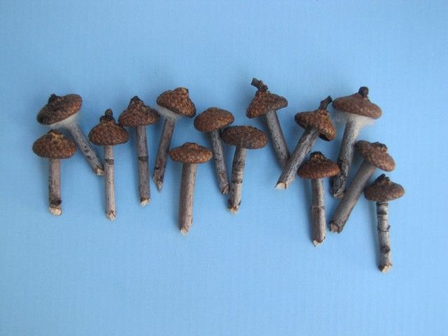 Acorn cap mushroooms for your fairy house/garden.  There are also several other DIY fairy house/garden accessories on this