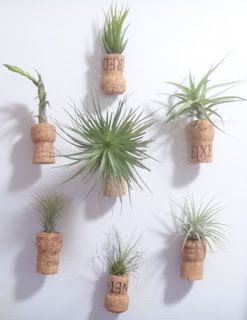 Air plants displayed in upcycled champagne cork “vases.”  See how I did