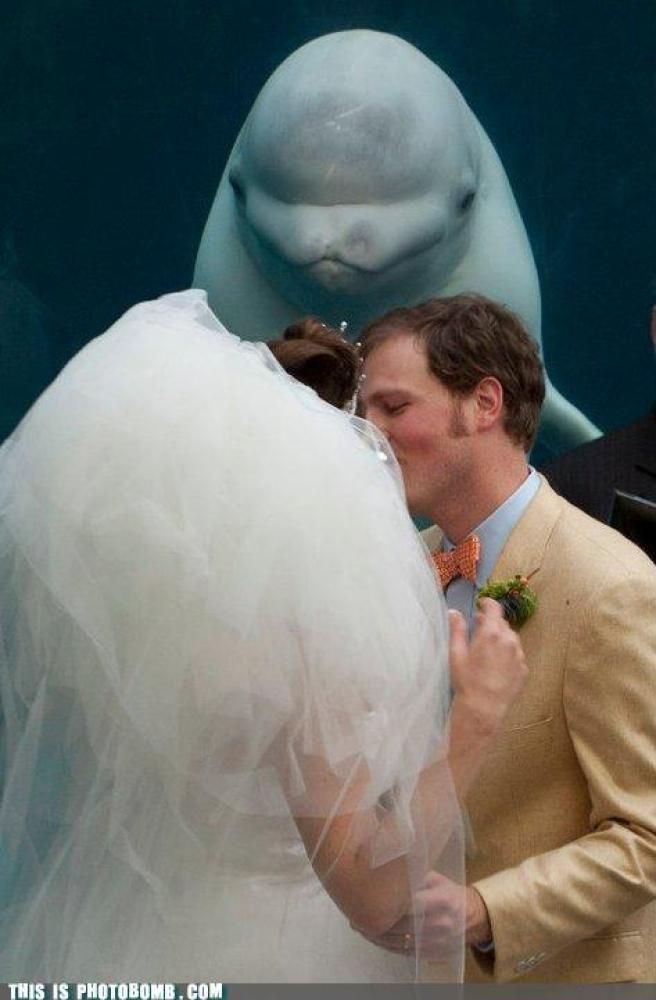 #Awkward #Wedding Photobombers – I have to admit i love this pic. so cute and so funny!! i bet it will make the kids & grandkids