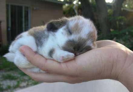 Holland lop bunny….Oh my
