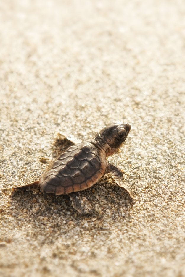 If you like tortoises, youll like the loggerhead sea turtle. | 11 Endangered Animals You Should Get To Know