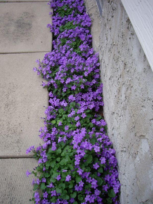 Ive decided I dont like grass … looking for alternate groundcover … would prefer something that flowers