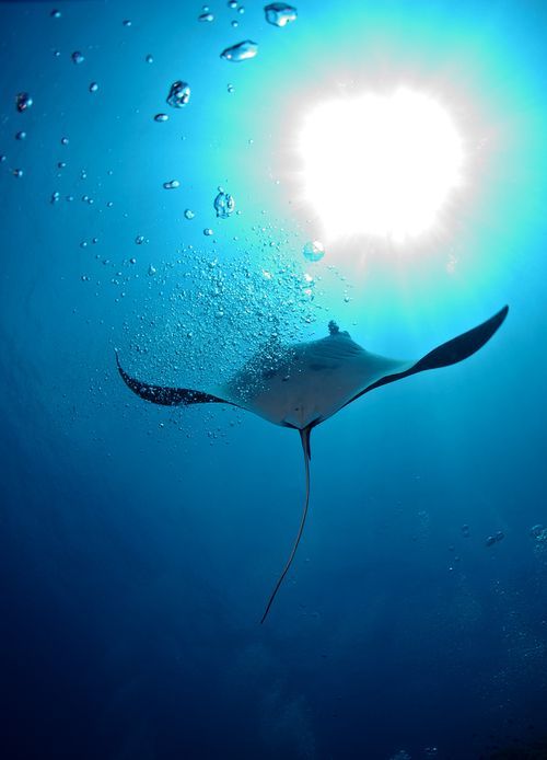 Manta Ray,  Tubbataha Reef National Marine Park. An atoll coral reef located in the Sulu Sea of the Philippines. Protected marine