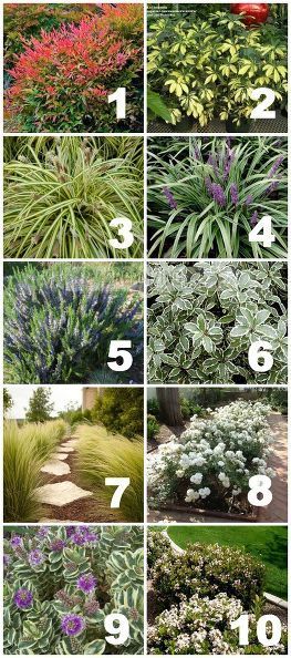 native drought tolerant plants for your yard, gardening,