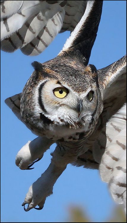 Owl in Flight. Amazing