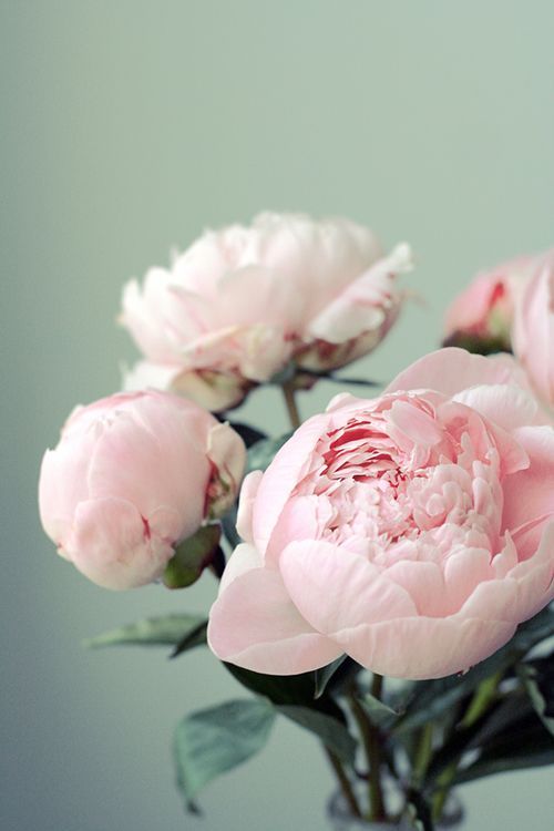 peonies {one of our favorit