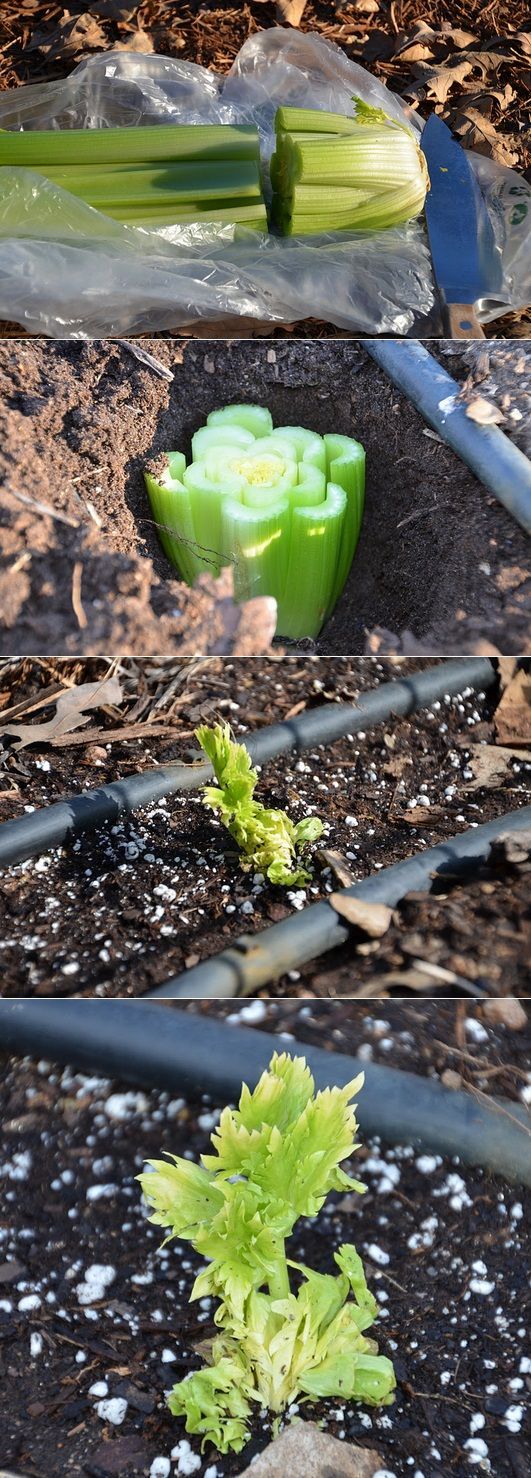 Planting a celery bottom wi
