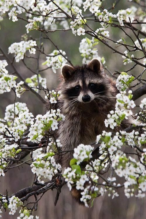 raccoon in blossom tree