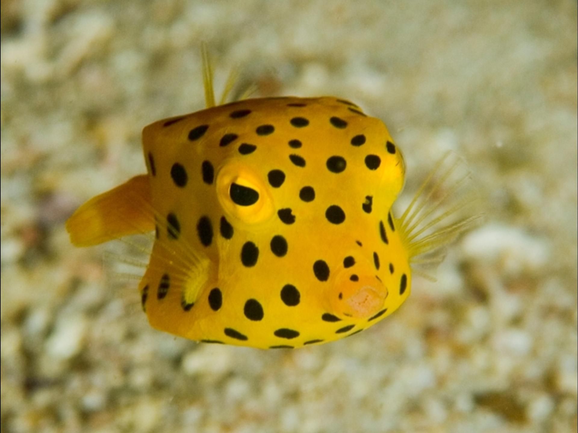 The cube-shaped boxfish is just as cute as it is strange. Most species of these small saltwater fish rarely grow larger than a few inches, making them favorites for private aquarium collections. You