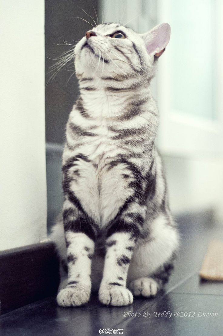 This cat is so beautiful and