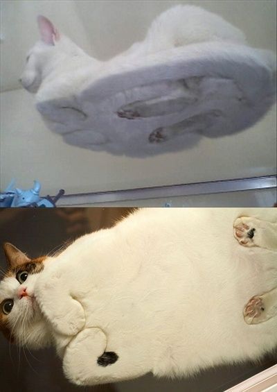 this is what the underneath view of a cat looks like, just in case anyone was