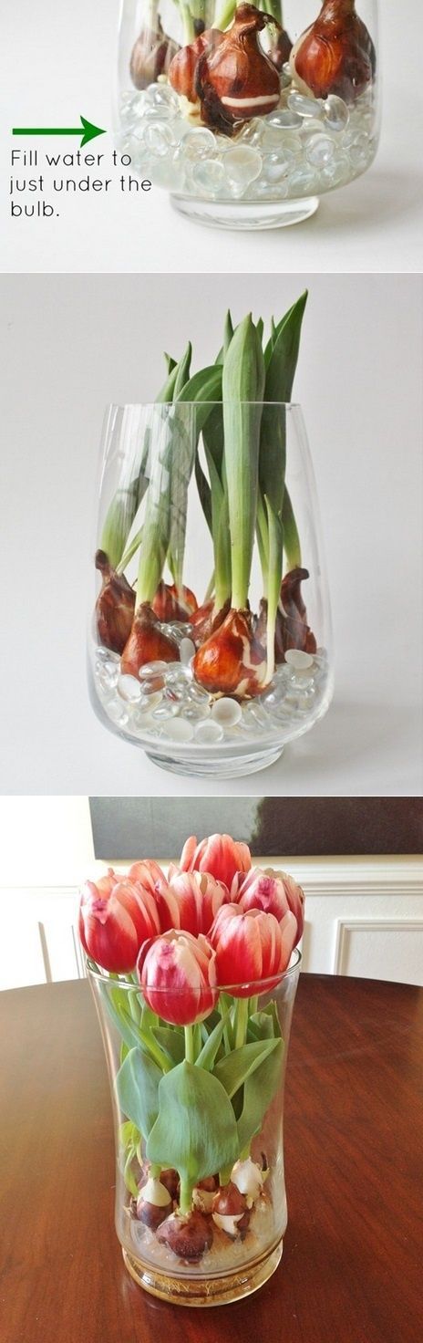 Tip: Forcing tulips in wate