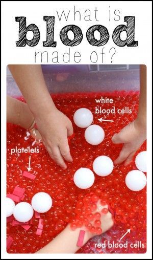 What is blood made of A hands on science demonstration 300×508 Human Body Activities for