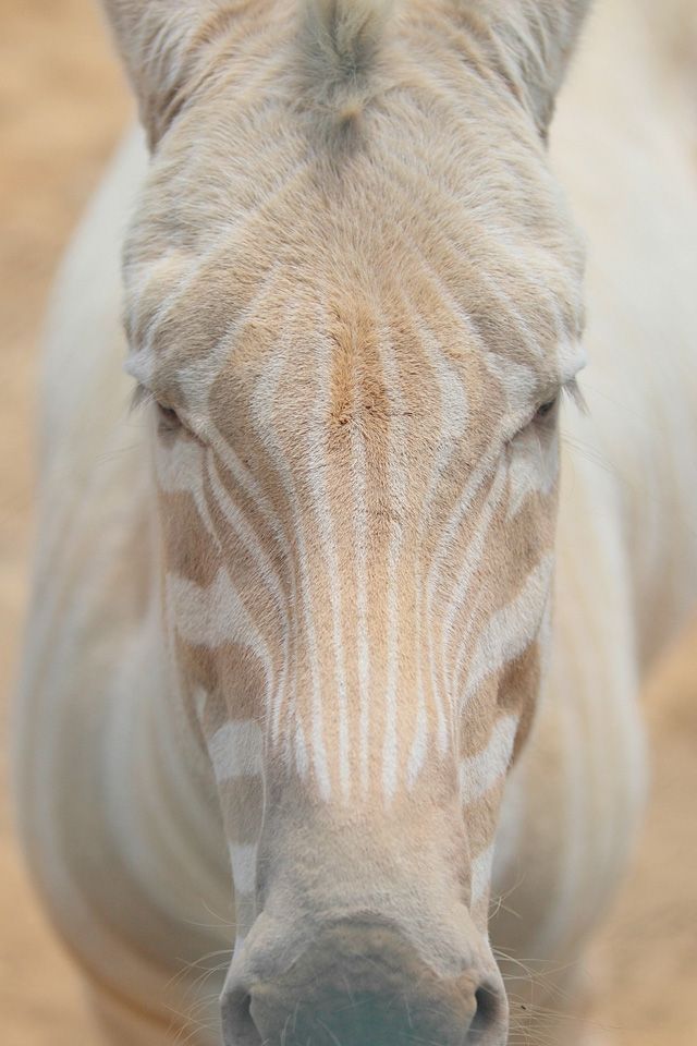 Albino Zebra. Photographer Bill Adams captured some incredible photos of a white zebra named Zoe. She is extremely rare, her unusual color is due to her having amelanosis. She has beautiful gold